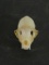 Nice Mongoose Skull w/All Teeth TAXIDERMY