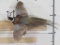 Beautiful Lifesize Flying Pheasant TAXIDERMY