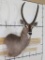 Very Nice Big Waterbuck Wall Pedestal Mt w/Removable Horns TAXIDERMY