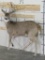 Nice Lifesize 14 PT Whitetail on Bolts TAXIDERMY