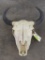 Buffalo/Bison Skull w/All Teeth TAXIDERMY