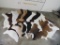 10 Brand New XL Cowhides, Very Nice Assortment of Colors (ONE$) TAXIDERMY