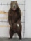 Very Nice Standing Brown Bear on Bolts, Great Face and HUGE claws TAXIDERMY
