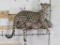 Beautiful Lifesize Leopard on Custom Fit Repro Rock *TX RES ONLY* TAXIDERMY