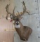 XL Uncommon Whitetail Sh Mt w/Lots of Points and Drop Tine TAXIDERMY