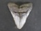XL Fossilized Megaladon Shark Tooth ROCKS & MINERALS FOSSILS