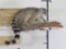 Very Nice Lifesize Ringtail Cat on Branch TAXIDERMY