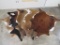 5 Brand New Cowhides (ONE$) TAXIDERMY