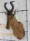 Red Hartebeest Sh Mt w/Removable Horns TAXIDERMY