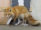 Beautiful Lifesize Standing Red Fox *No Base* TAXIDERMY