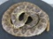 Lifesize Coiled Western Diamondback Rattlesnake TAXIDERMY