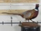 Lifesize Pheasant on Base TAXIDERMY