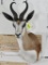 Nice Springbok Sh Mt w/Removable Horns TAXIDERMY