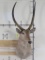 Waterbuck Sh Mt w/Removable Horns TAXIDERMY