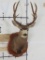 Vintage Mule Deer Sh Mt w/Tall Rack on Plaque TAXIDERMY