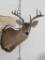 7Pt Whitetail Sh Mt on Plaque TAXIDERMY