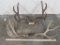 Mule Deer Rack w/24