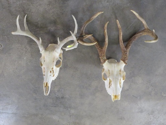 2 Whitetail Skulls (ONE$) TAXIDERMY