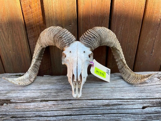 Really Nice Corsican Sheep/ram skull, with big horns , 25 inches long with a 21 inch spread, great t