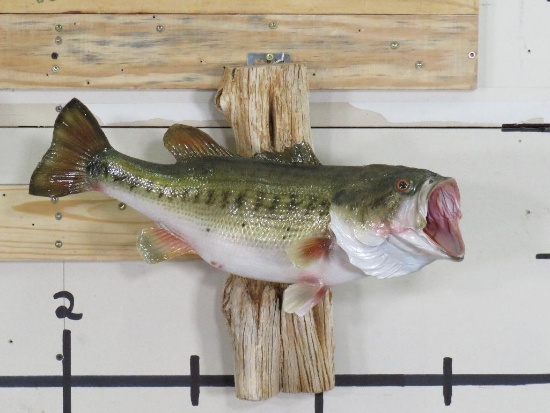 Nice Real Skin Bass on Natural Wood TAXIDERMY