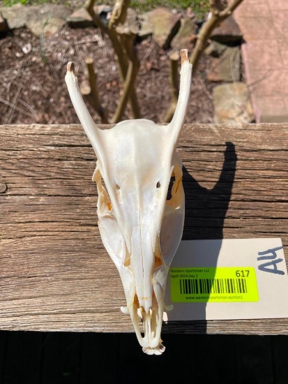 Awesome oddity taxidermy - Muntjac deer skull, with FANGS, and lower jaws, excellent taxidermy