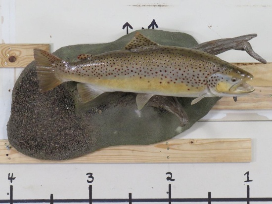 Very Nice Big Repro Brown Trout on Realistic Scene w/Natural Wood TAXIDERMY