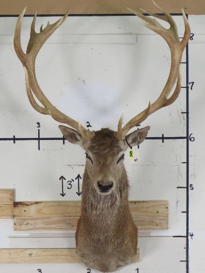 18 PT Red Stag Sh Mt TAXIDERMY