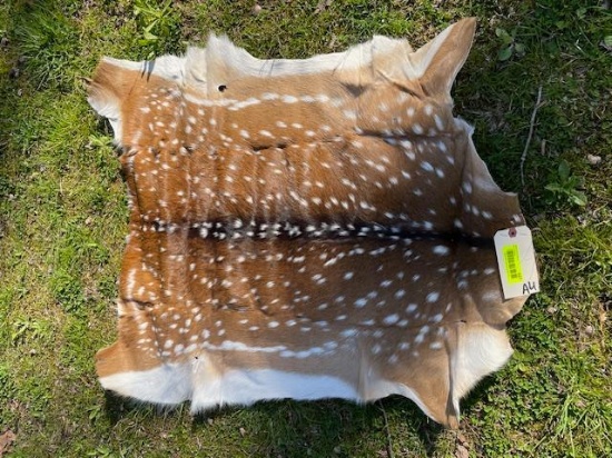 Beautiful, NEW Axis deer hide,, soft tanned, 37 inches long x 31 inches wide, excellent taxidermy ,