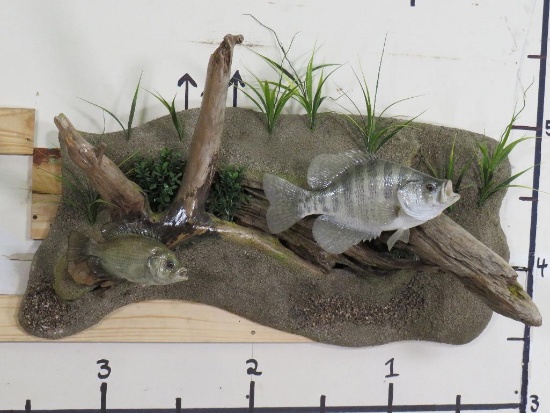 Very Nice & Realistic White Crappie & Rock Bass on Very Nice Scene TAXIDERMY