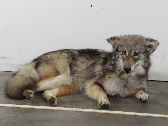 *Very Rare* Lifesize Laying Coywolf (Wolf/Coyote Hybrid) TAXIDERMY