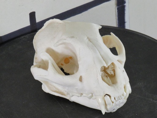 Very Nice Mountain Lion Skull TAXIDERMY