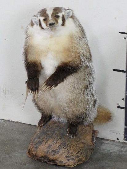 Really Nice Lifesize Standing Badger on Base TAXIDERMY