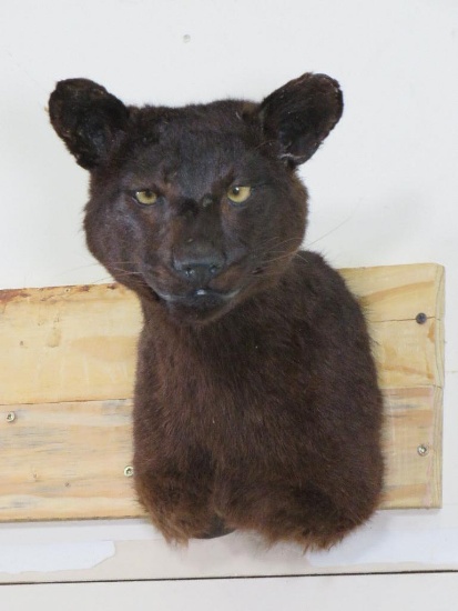 Very Cool Vintage "Black Panther" (dyed mountain lion) Sh Mt TAXIDERMY ODDITIES&CURIOSITIES