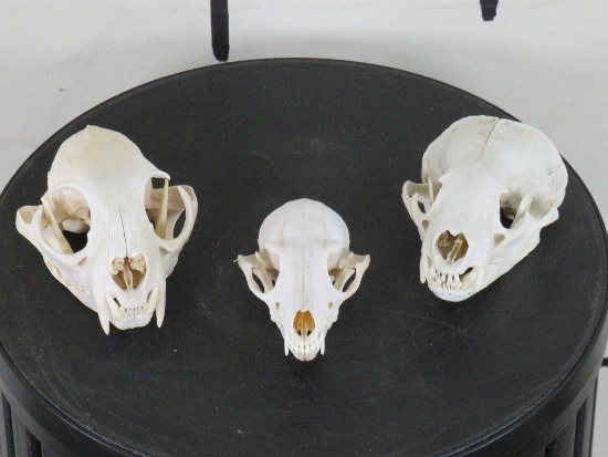 Bobcat, Fox & Badger Skulls w/All Teeth (ONE$) TAXIDERMY