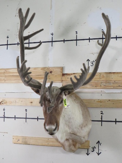 Very Nice Double Shovel Caribou Sh Mt w/Antlers in Velvet TAXIDERMY