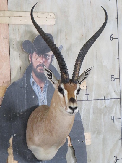 Grant's Gazelle Sh Mt TAXIDERMY