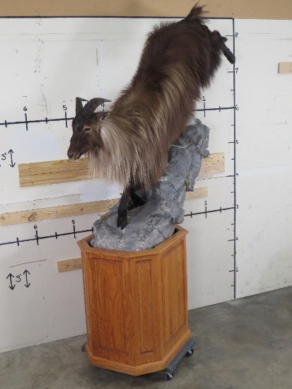 Lifesize Tahr on Nice Pedestal, top half is removable TAXIDERMY