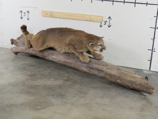 Nice Lifesize Mountain Lion on Log, Cat is on bolts and is removable TAXIDERMY