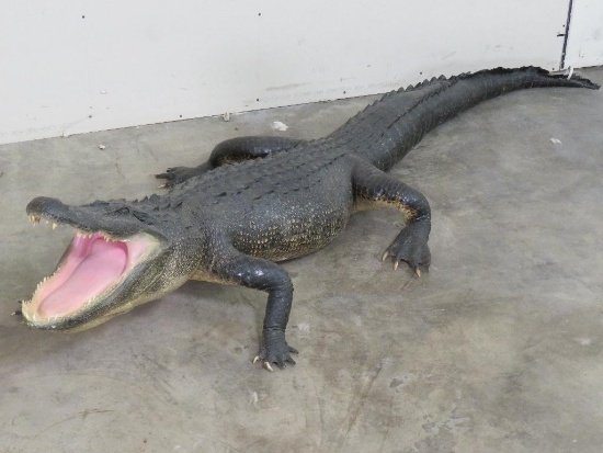Lifesize North American Alligator Approx 8'11" TAXIDERMY