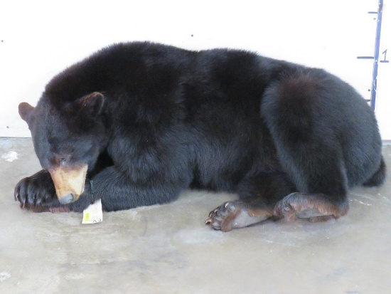 Super Cute Lifesize Sleeping Black Bear TAXIDERMY