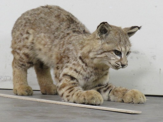 Addorable Lifesize Baby Bobcat, Playful little guy TAXIDERMY ODDITIES&CURIOSITIES