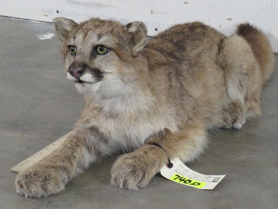 Adorable Lifesize Juvenile Mountain Lion/Cougar TAXIDERMY-ODDITIES&CURIOSITIES