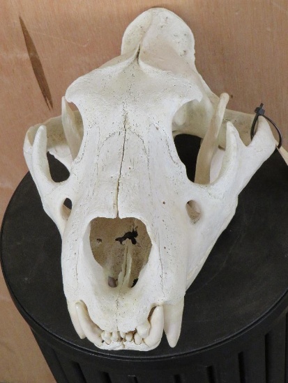 Lion Skull *TX RESIDENTS ONLY* TAXIDERMY