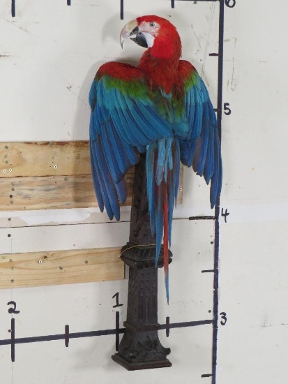 Very Beautiful Lifesize Red&Green Macaw aka Green-Winged Macaw Perched on Ornate Pillar TAXIDERMY