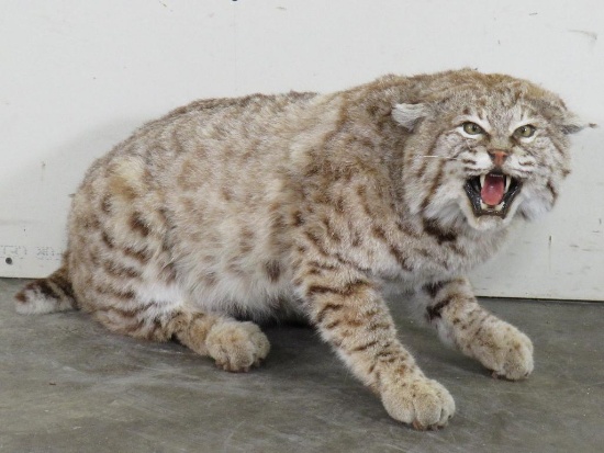 Lifesize Canadian Lynx *No base TAXIDERMY