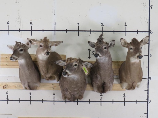 TAXIDERMIST SPECIAL!!! 5 Whitetail Sh Mts w/No Antlers (ONE$) TAXIDERMY