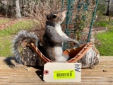 Squirrel in Birch bark canoe, going down the river, NEW taxidermy, great log cabin decor 12 inches l