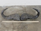 Set of Cape Buffalo Horns TAXIDERMY