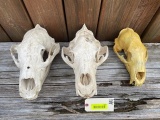 2 Grizzly bear, and one Black bear skulls, some damage, lots of good teeth/crafts taxidermy decor