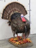 Lifesize Strutting Turkey On Wood base TAXIDERMY